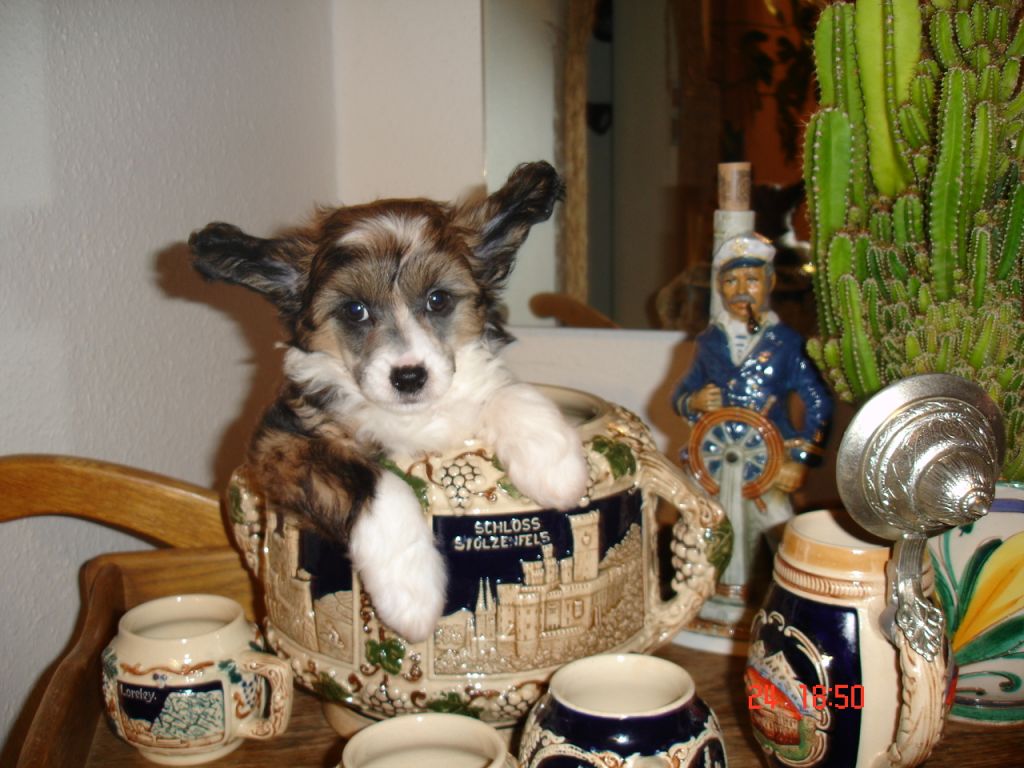 Aphrodita Azurit Jangoljatko