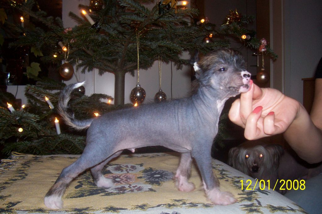 Avtolik Aventeuerer Jangoljatko