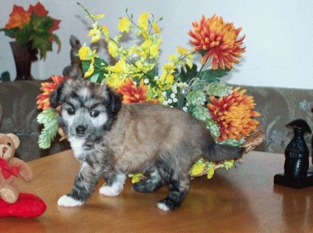 Felisha from Angels Fundation