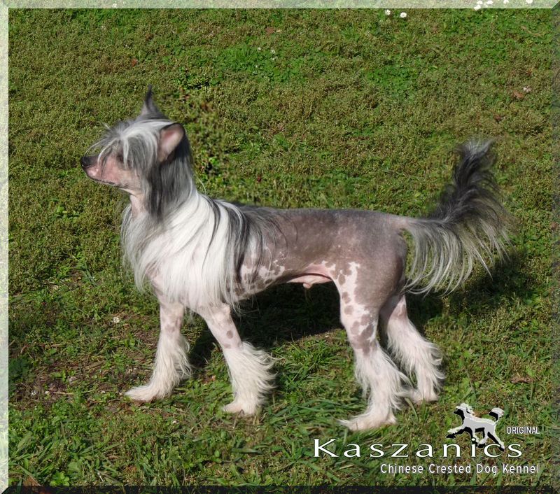 Namur Misaki  Avokaduh