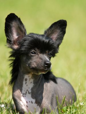 Nenette Charmante  Avokaduh