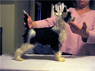 Mosaic Bidwin Let's Look At Me