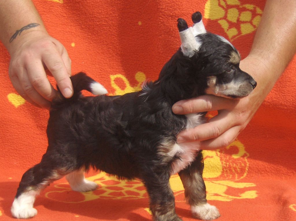 Cyrius Du Coeur Des Tenebres