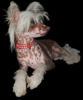 Ittybitty Cover Girl