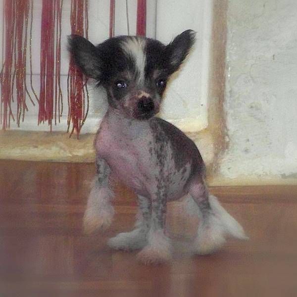 Cleopatra-lee Du Coeur Des Tenebres