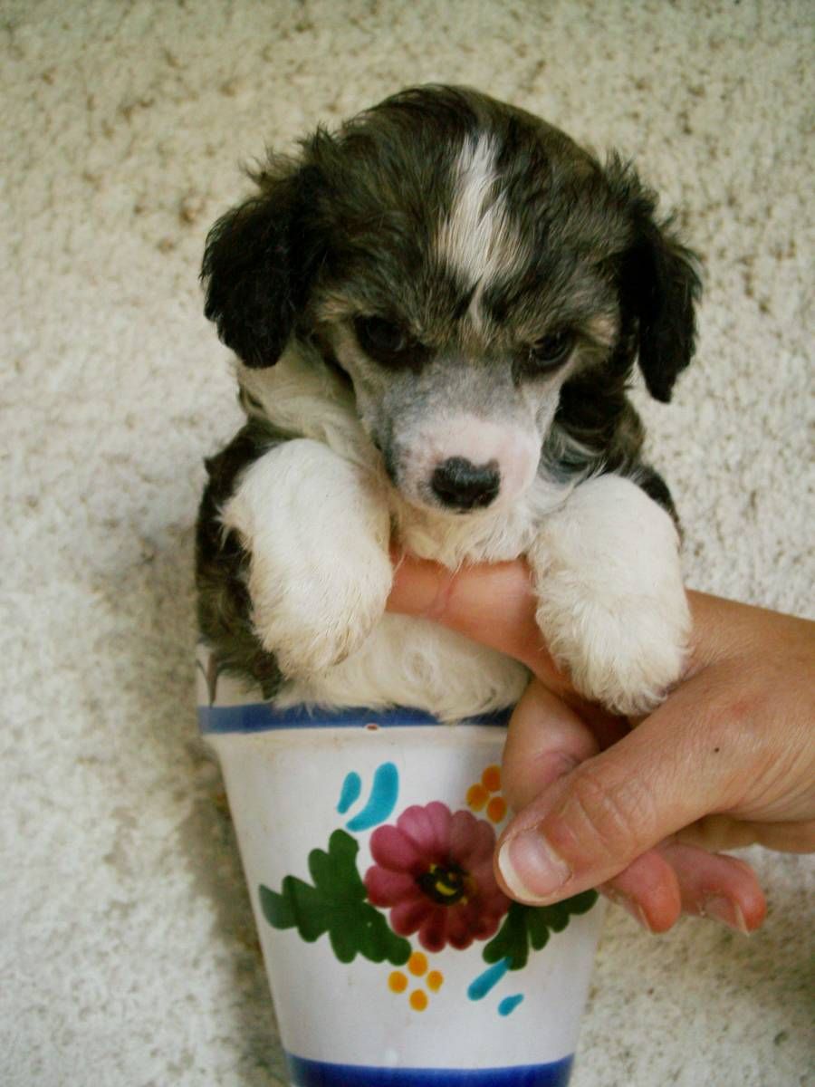 Blue Bell Girl Du Coeur Des Tenebres