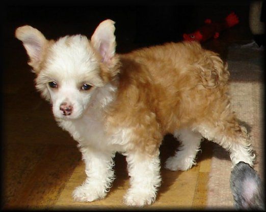 Blue Wing's Rock N Roll