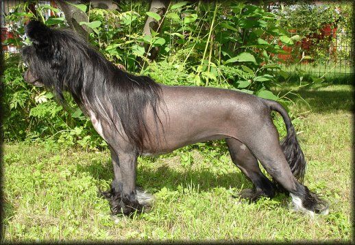 Blue Wing's Rythm N Soul