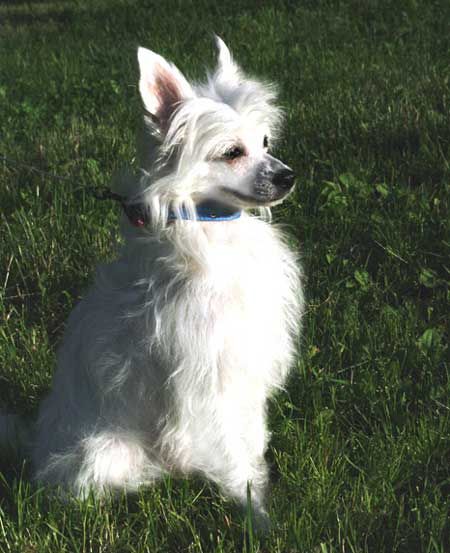 Sapfir iz Tsarskogo Sela Prada Feshion