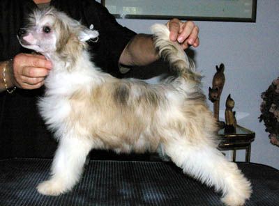 Oriental Jokes Dididam