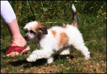 Søgne Heden's Back To Her Father