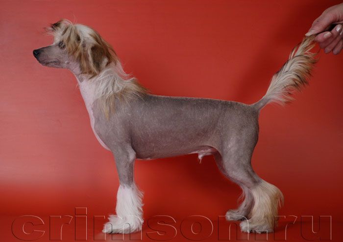 Rus Crimson Empaer Willow