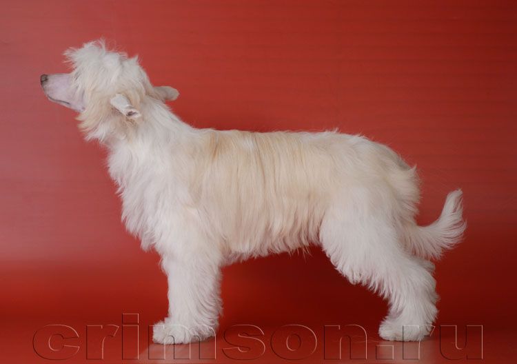 Rus Crimson Empaer White Puff