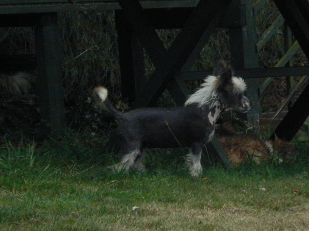 Doucai oh wonderous Willie