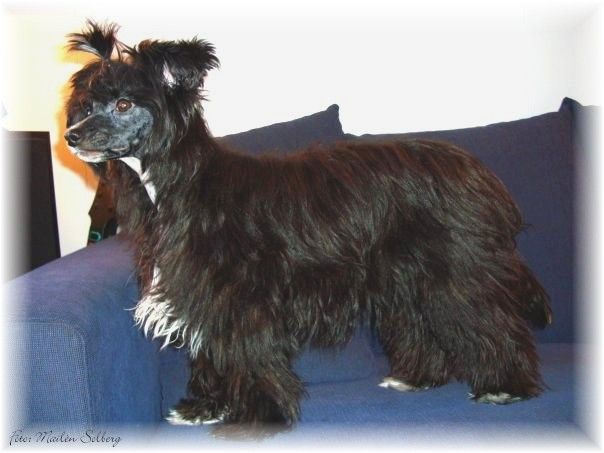 Shandor's Flirting Fia