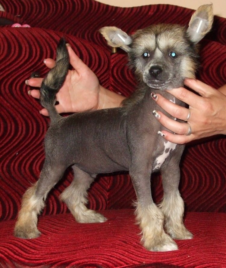 Richie z Jasne hvezdy