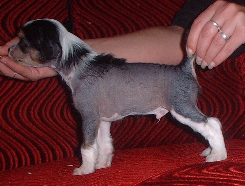 Rocker z Jasne hvezdy