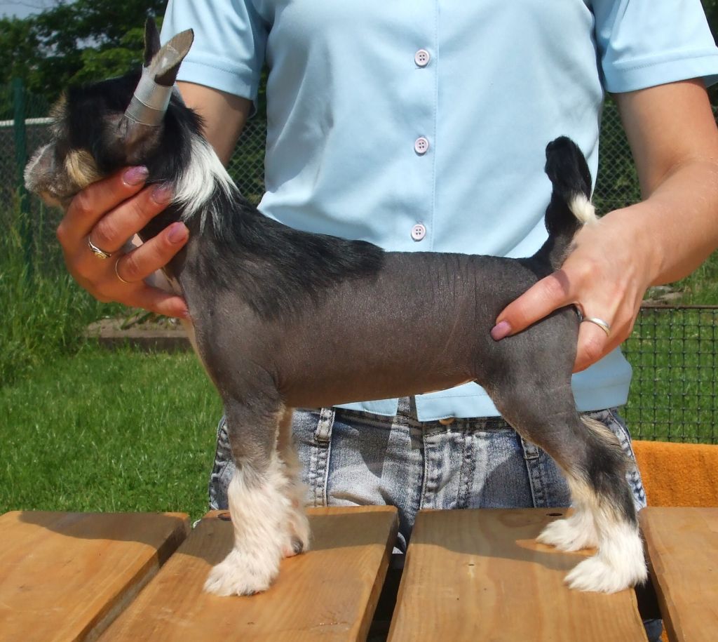 Rachel z Jasne hvezdy