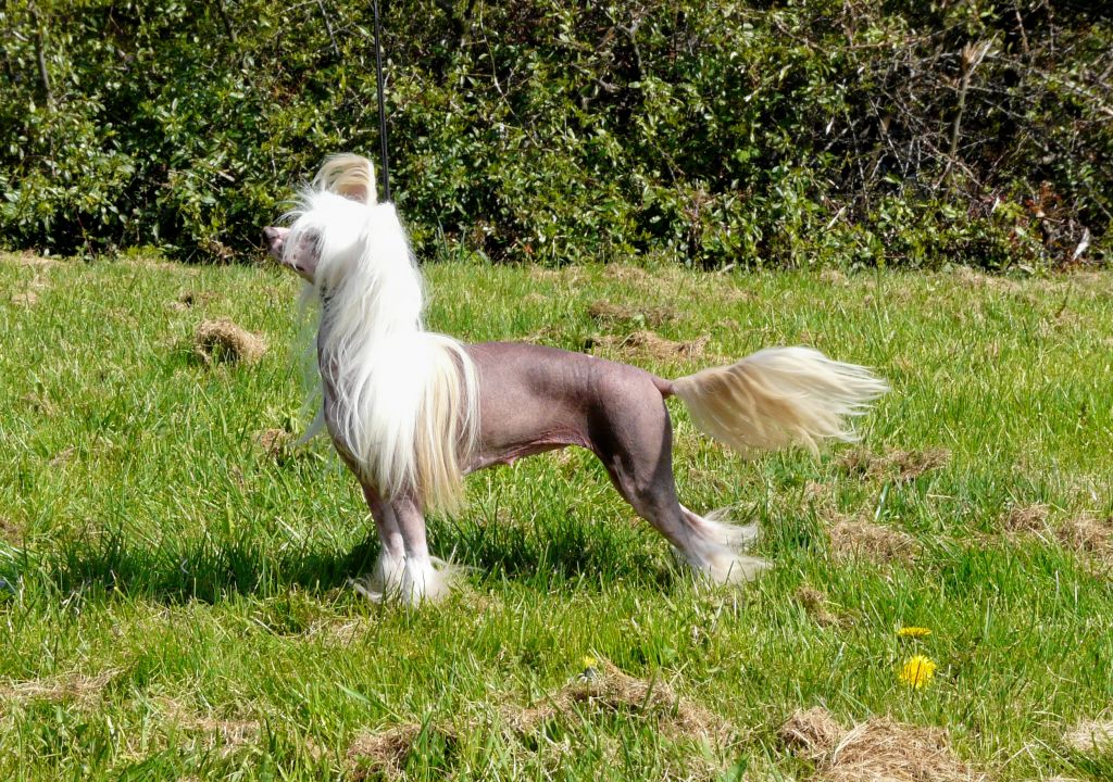 Epiphany Catwalk Diva