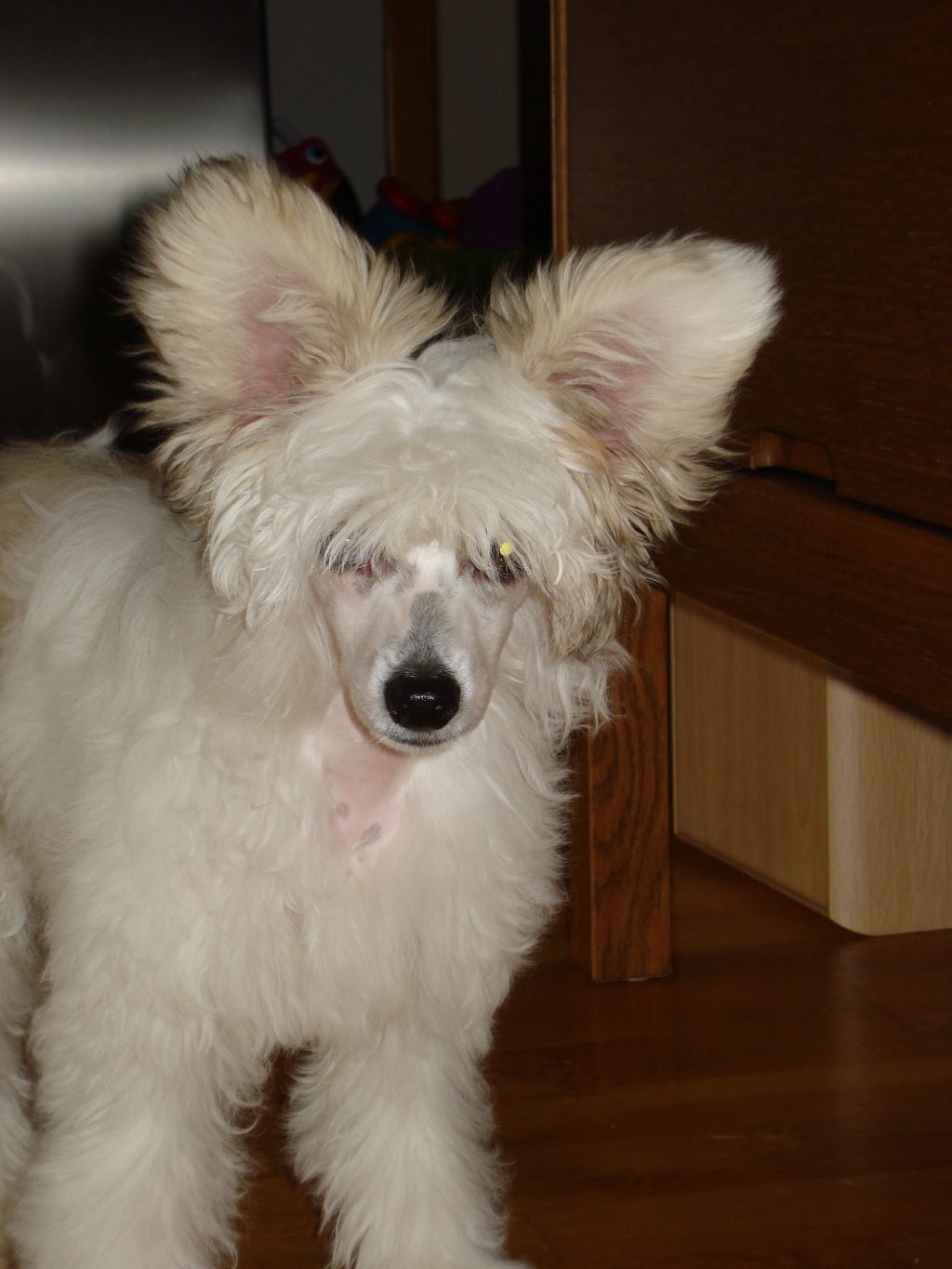 Zixie's Delight My Day