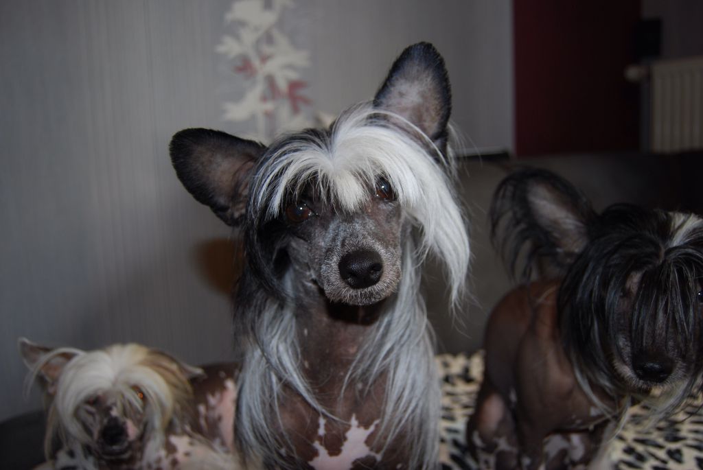 Barka Chlupatý poklad