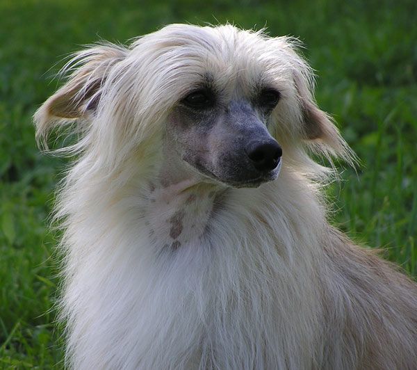 Yustin Powder od Chlpiku