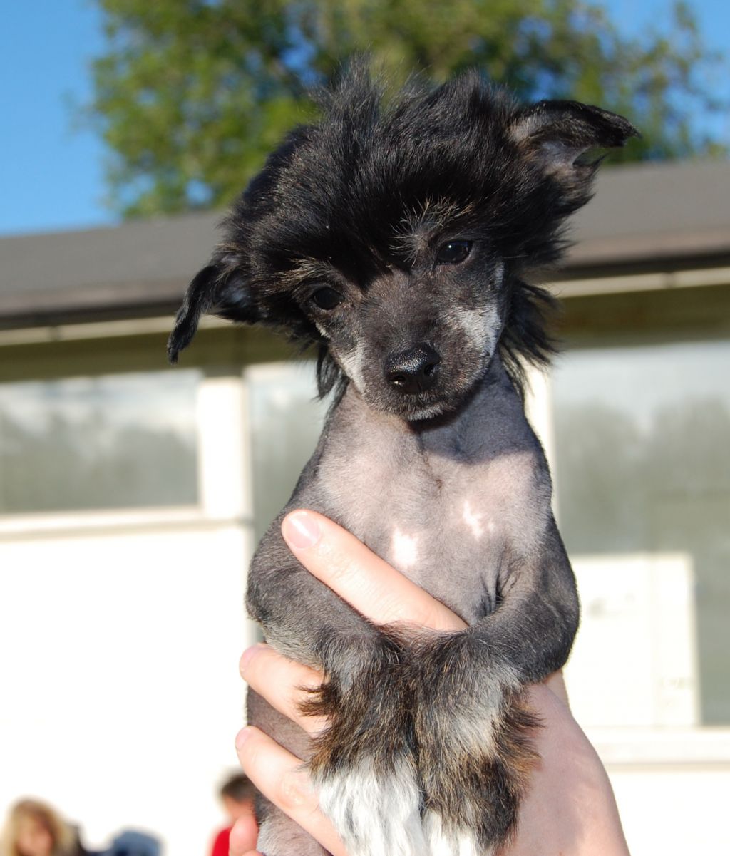 Amazing Friend's Black King of East