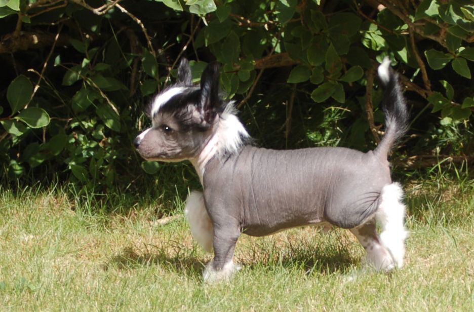 De La Mahafu's Cellatto Gibson