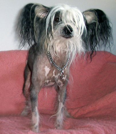 Cronhammar's Great Gatsby