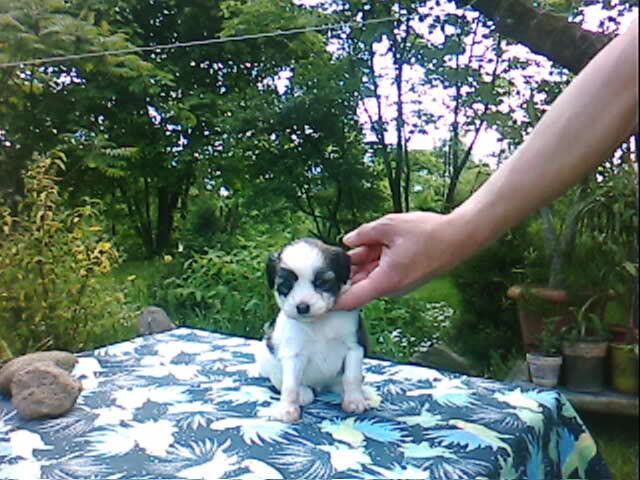 Zsa Zsa Gabor Imperija