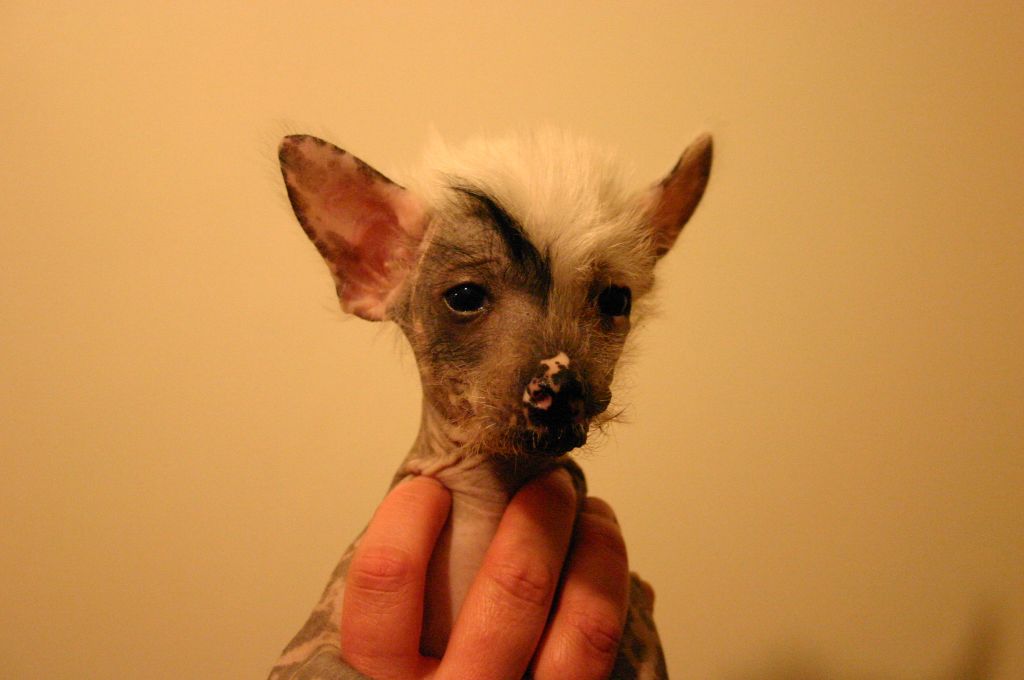 Happy Dancing Hot Hippy