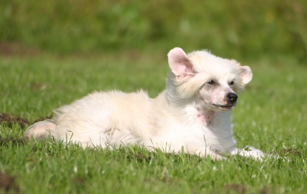 Happy Dancing Intelligence IQ