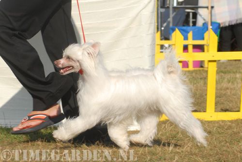 Happy Dancing Iron Ice