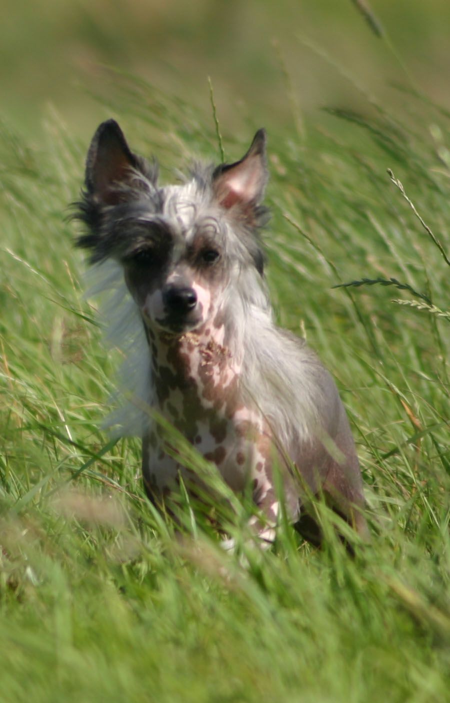 Happy Dancing Illusion Irving