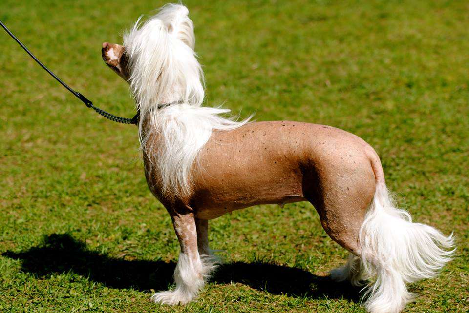 Happy Dancing Innocence Iris