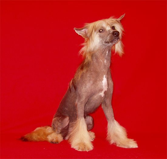 Bi-lav Plus Yan Ognenniy Lev