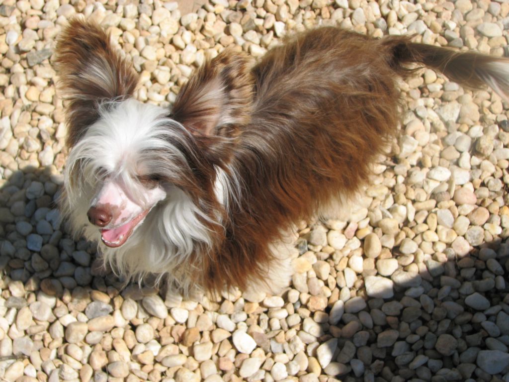 Perizads Qui Qu'a Vu Cooco