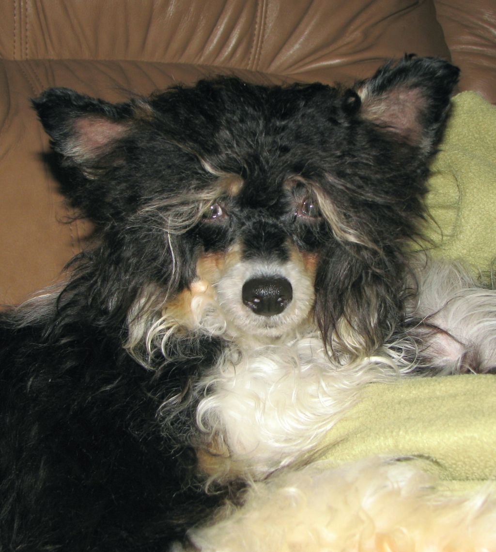 Wesann's Benjamin Gallops On