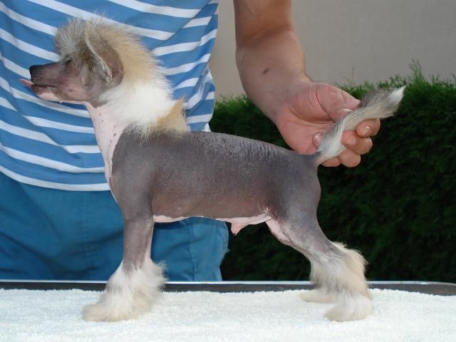 Stars at Sea Galangal