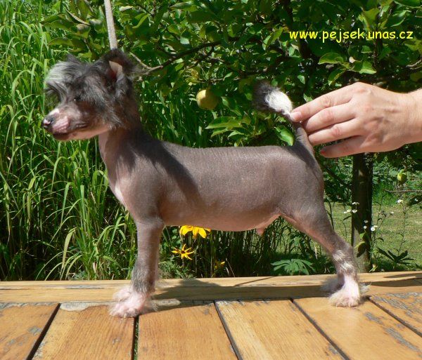 Max ze Zatopene Chajdy