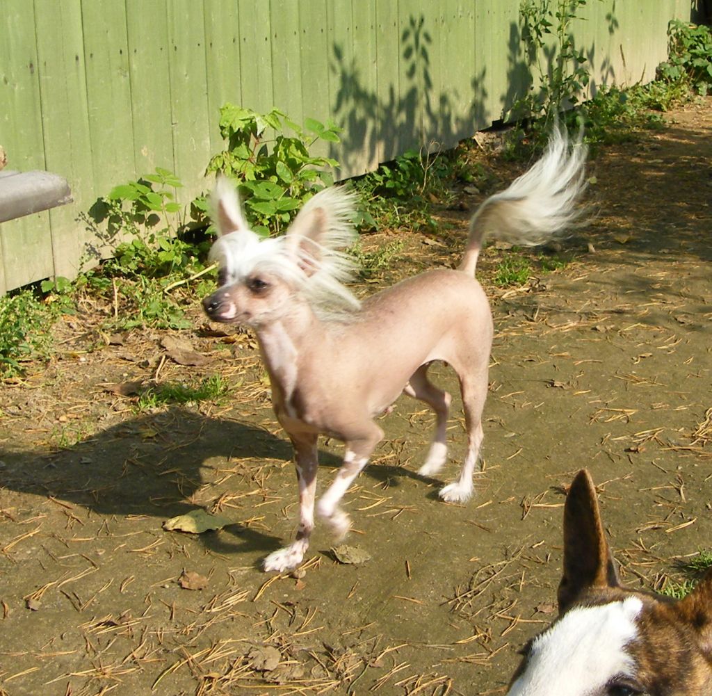 Ezhevichka Yagodka Divo Sosnovskoye