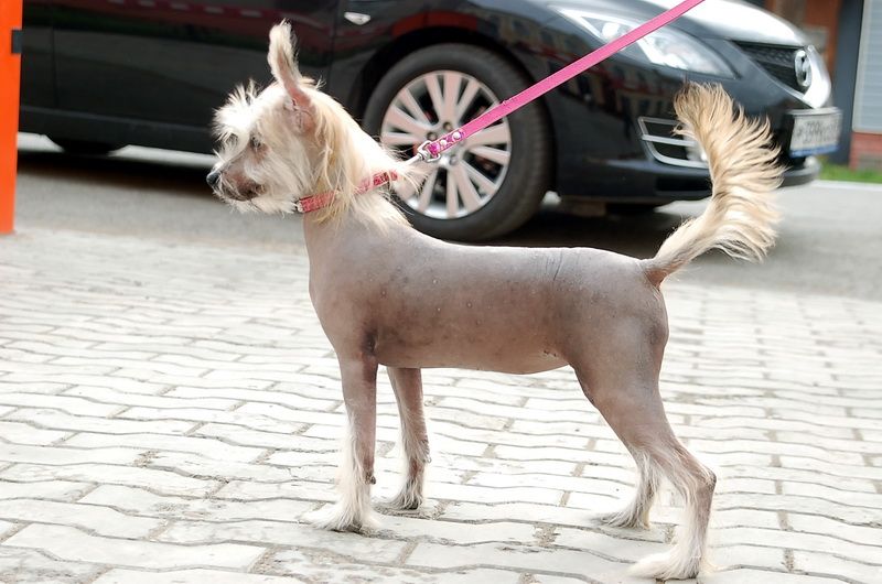 Irgen Gold Donna Karan