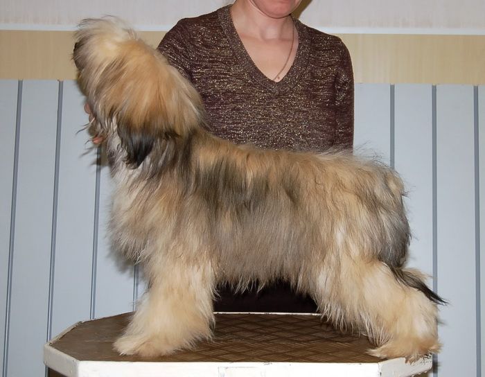 Irgen Gold Zenit Champion