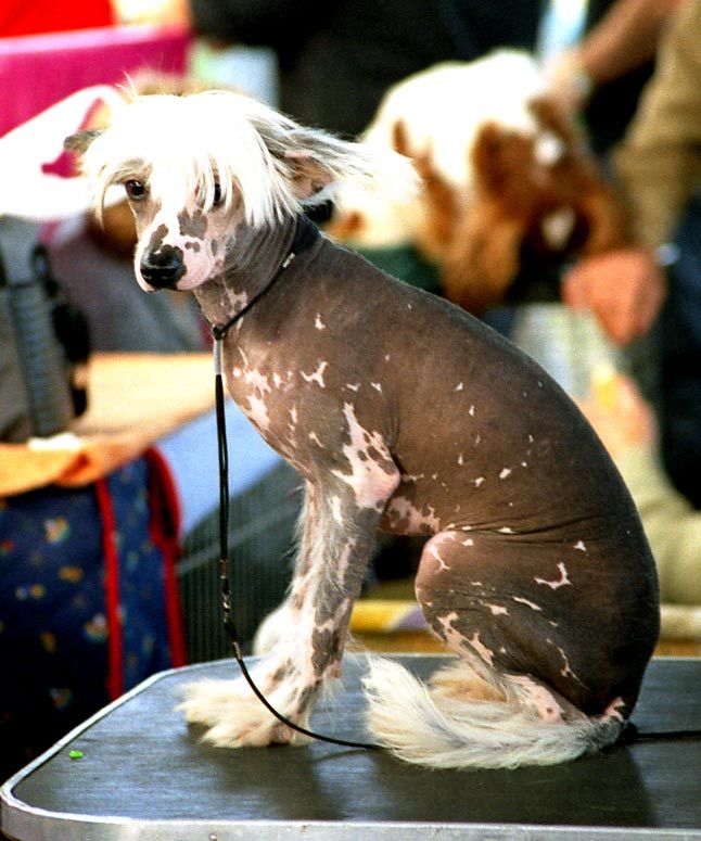 Tiramissou Du Domaine de L'Hirondelle