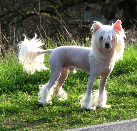 Oriental Jokes Dempsey Angel