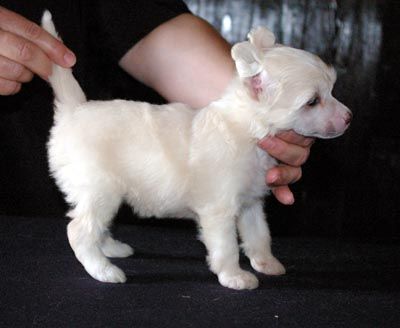 Oriental Jokes Donatella