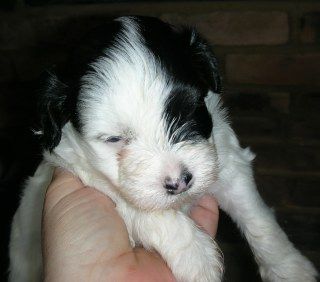 PET ONLY-Nutered-did not register