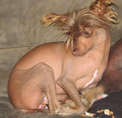 Ponyville's Priceless Penny