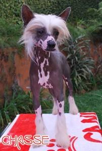 Chianti Black Dragon