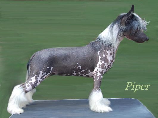 Crestyle Let's Get Piper HL